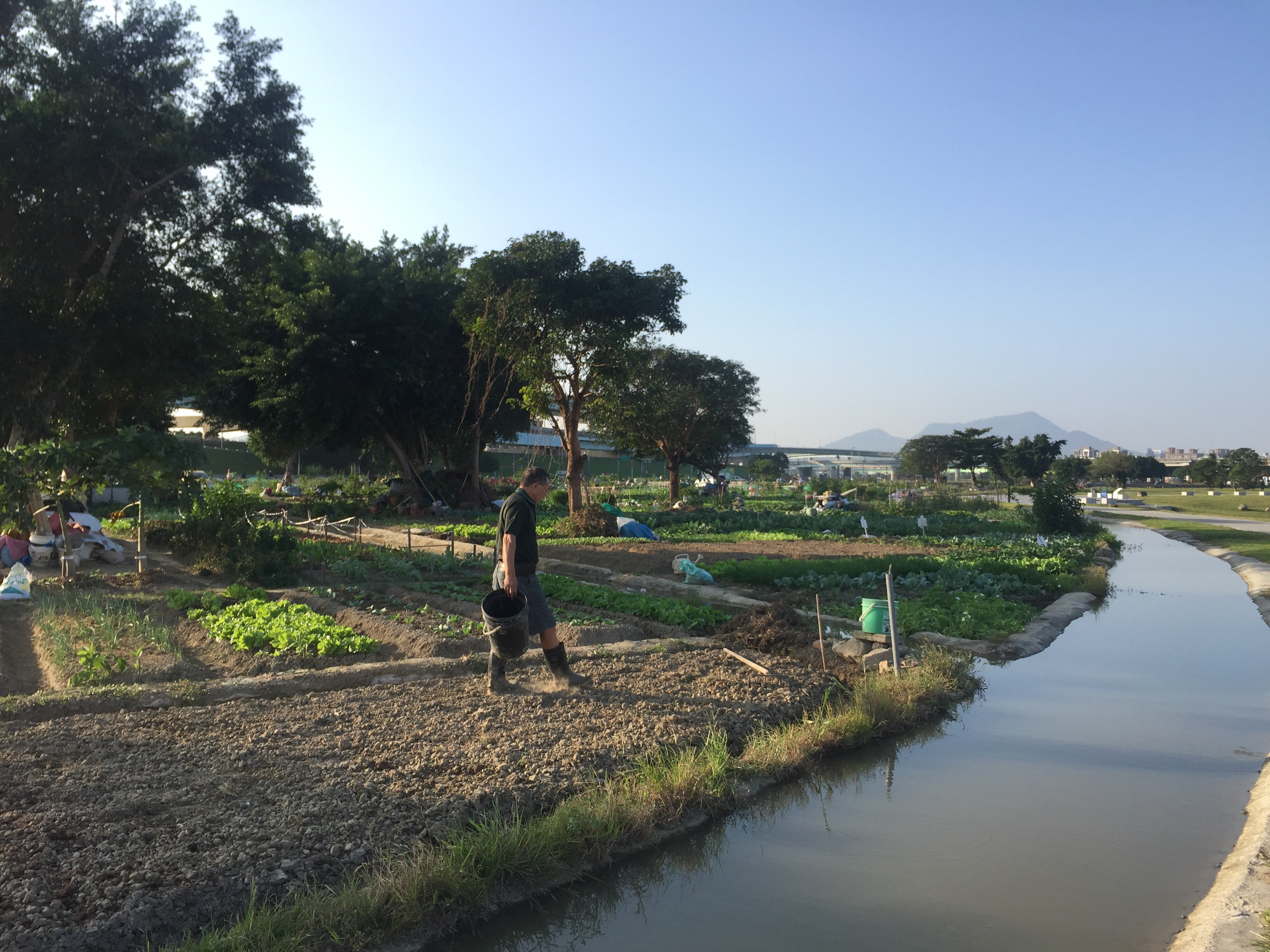 a vegetable plot tended by the community